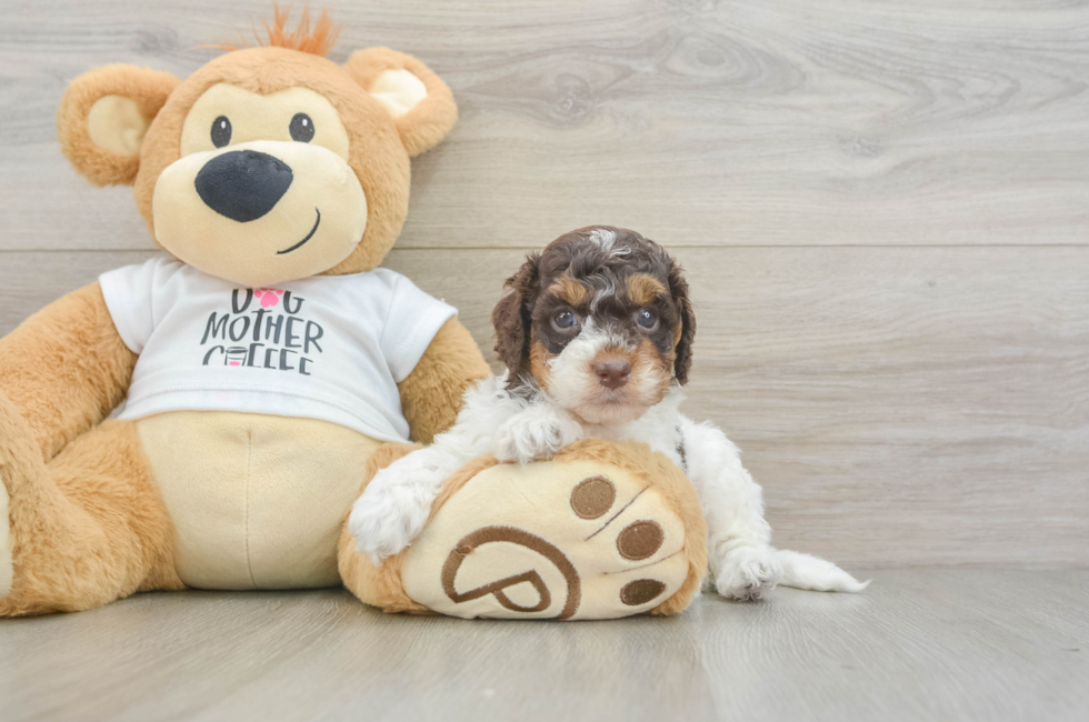 6 week old Cockapoo Puppy For Sale - Windy City Pups