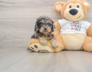 8 week old Cockapoo Puppy For Sale - Windy City Pups