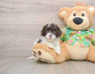 7 week old Cockapoo Puppy For Sale - Windy City Pups