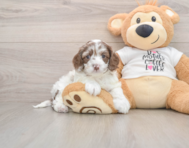 7 week old Cockapoo Puppy For Sale - Windy City Pups