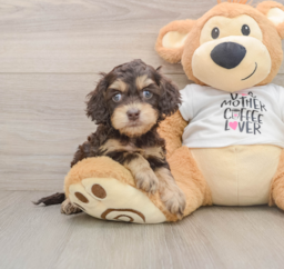 5 week old Cockapoo Puppy For Sale - Windy City Pups
