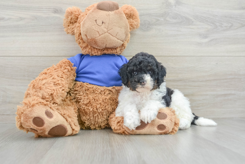 Small Cockapoo Baby