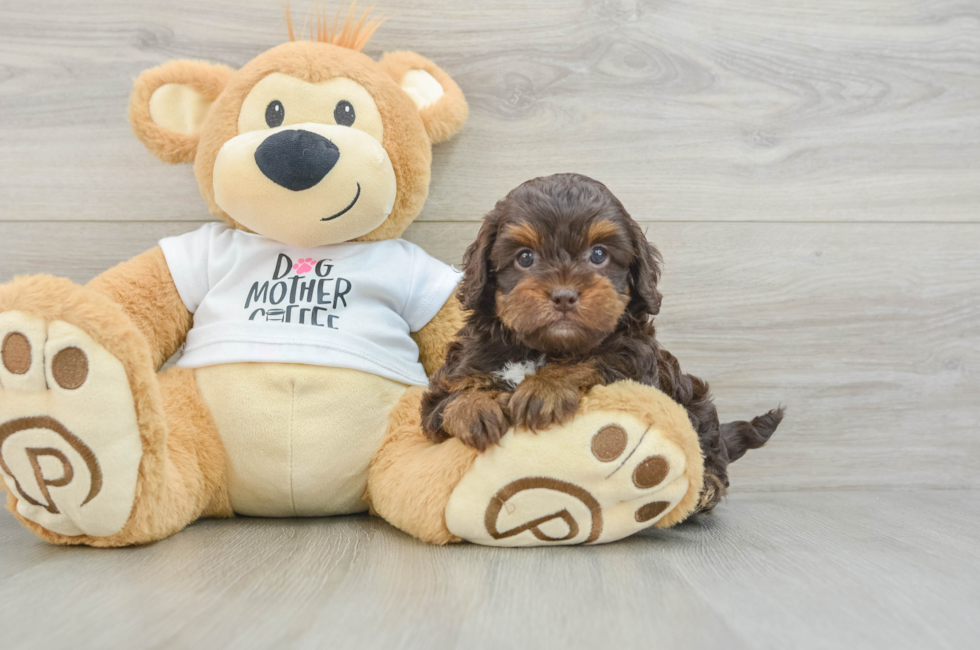 5 week old Cockapoo Puppy For Sale - Windy City Pups