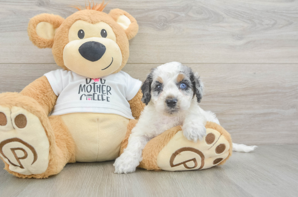 6 week old Cockapoo Puppy For Sale - Windy City Pups