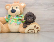 7 week old Cockapoo Puppy For Sale - Windy City Pups