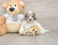 7 week old Cockapoo Puppy For Sale - Windy City Pups