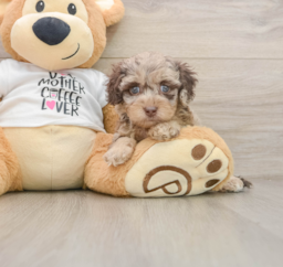 5 week old Cockapoo Puppy For Sale - Windy City Pups