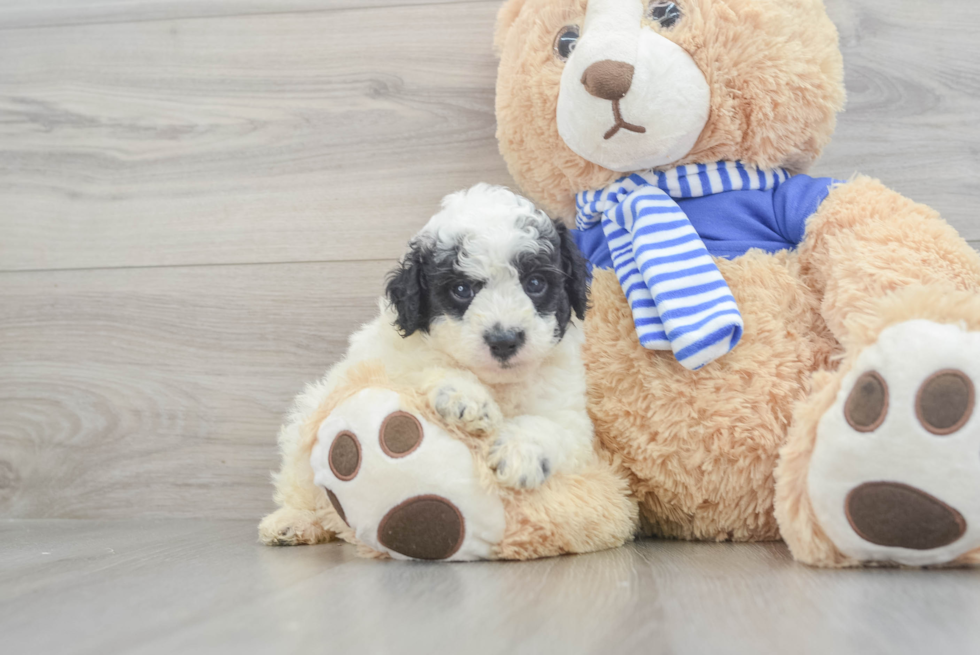 Popular Cockapoo Poodle Mix Pup