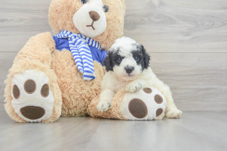 Little Cockerpoo Poodle Mix Puppy