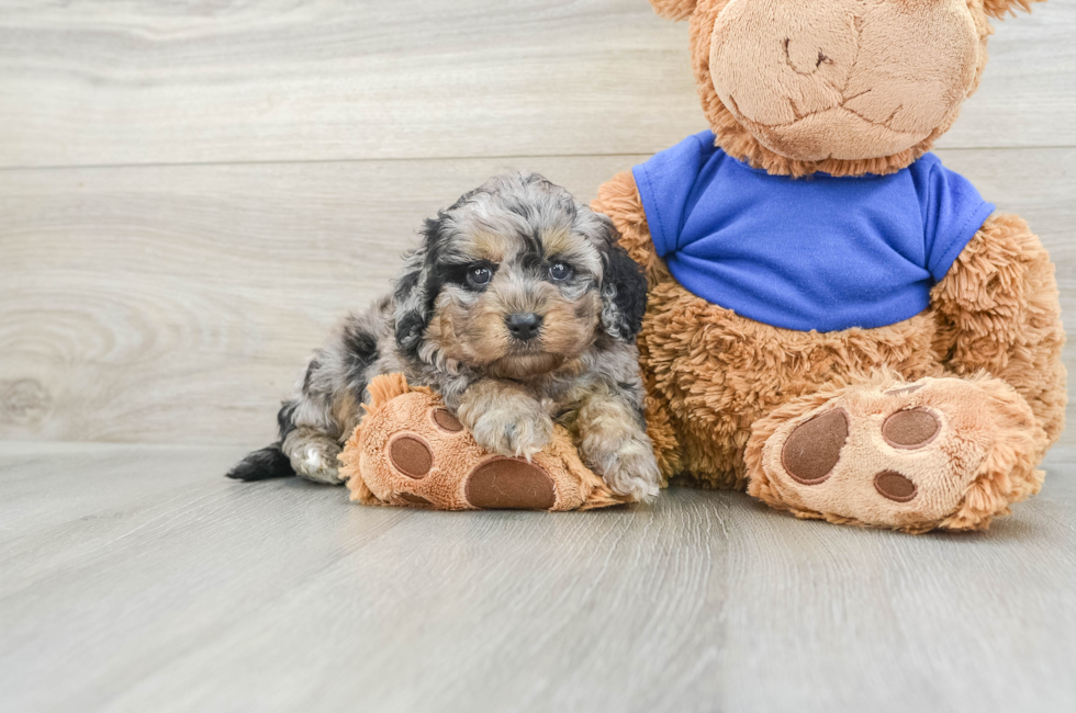 5 week old Cockapoo Puppy For Sale - Windy City Pups