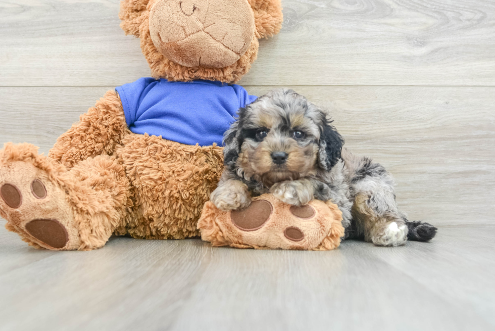 Hypoallergenic Cocker Doodle Poodle Mix Puppy