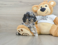 6 week old Cockapoo Puppy For Sale - Windy City Pups