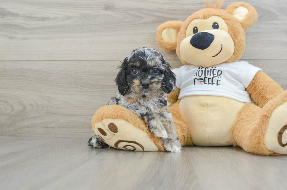 6 week old Cockapoo Puppy For Sale - Windy City Pups