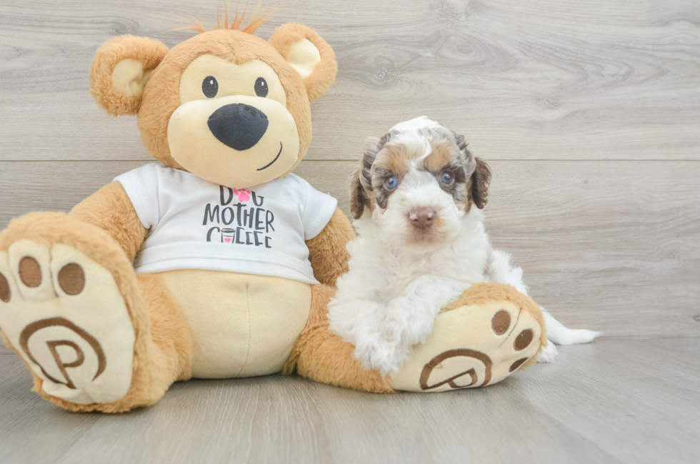 6 week old Cockapoo Puppy For Sale - Windy City Pups