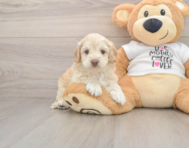 6 week old Cockapoo Puppy For Sale - Windy City Pups