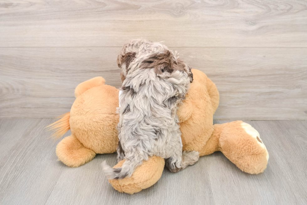 Best Cockapoo Baby