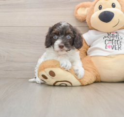 5 week old Cockapoo Puppy For Sale - Windy City Pups