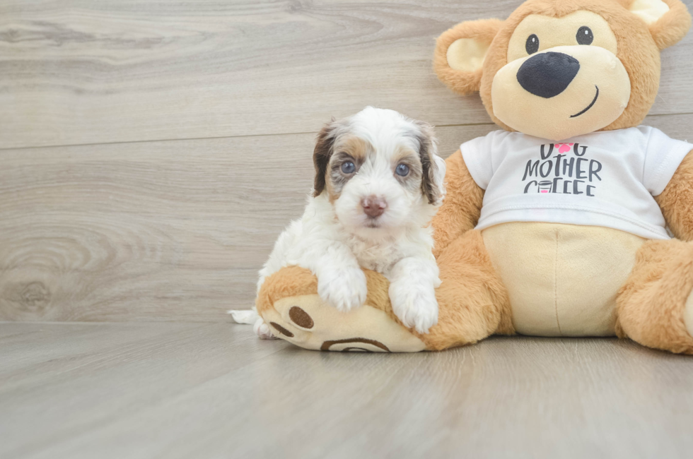 6 week old Cockapoo Puppy For Sale - Windy City Pups