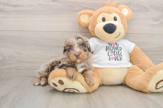 Fluffy Cockapoo Poodle Mix Pup