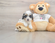 8 week old Cockapoo Puppy For Sale - Windy City Pups