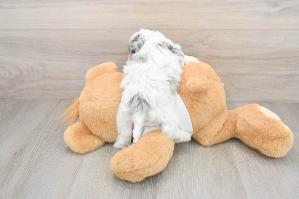 Cockapoo Pup Being Cute