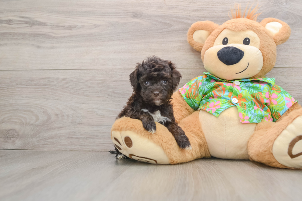 Energetic Cocker Doodle Poodle Mix Puppy
