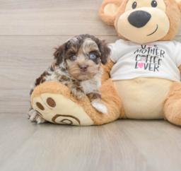 5 week old Cockapoo Puppy For Sale - Windy City Pups