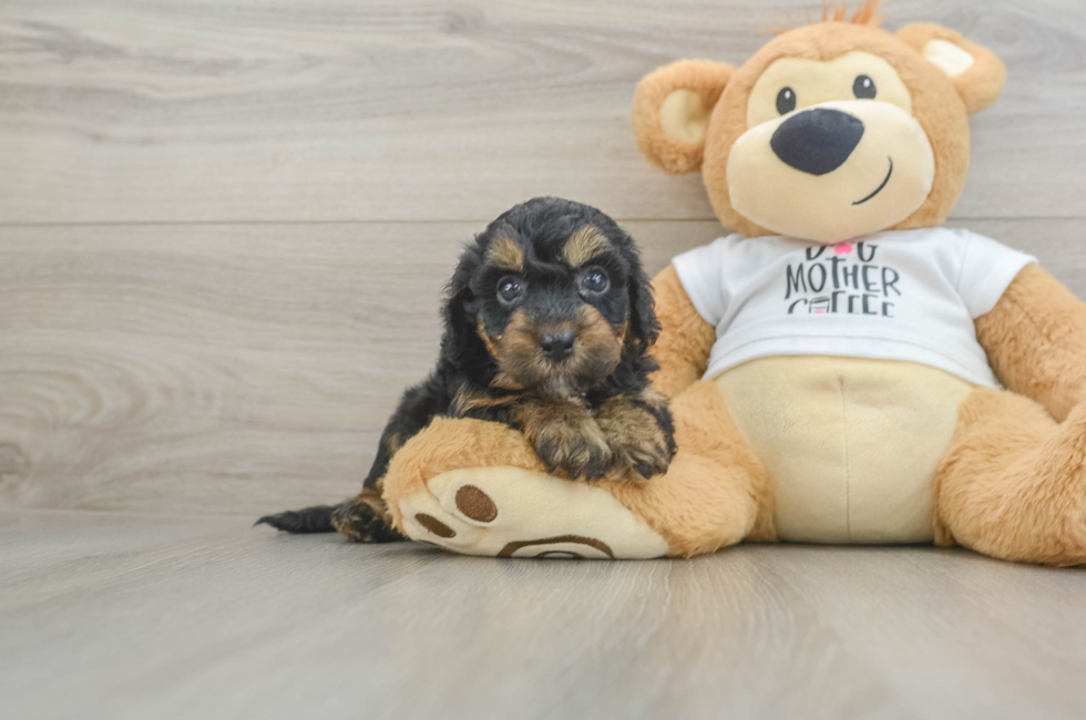 6 week old Cockapoo Puppy For Sale - Windy City Pups