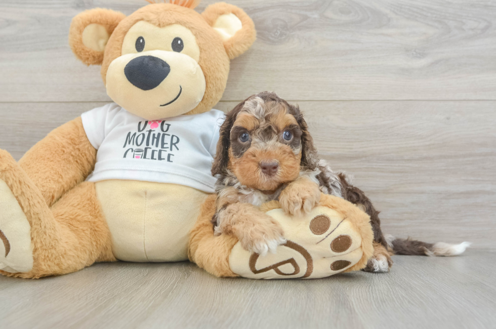 6 week old Cockapoo Puppy For Sale - Windy City Pups