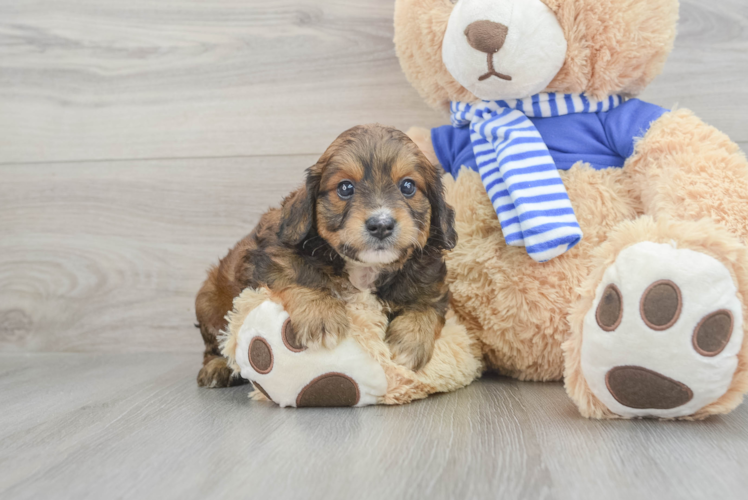 Cockapoo Puppy for Adoption