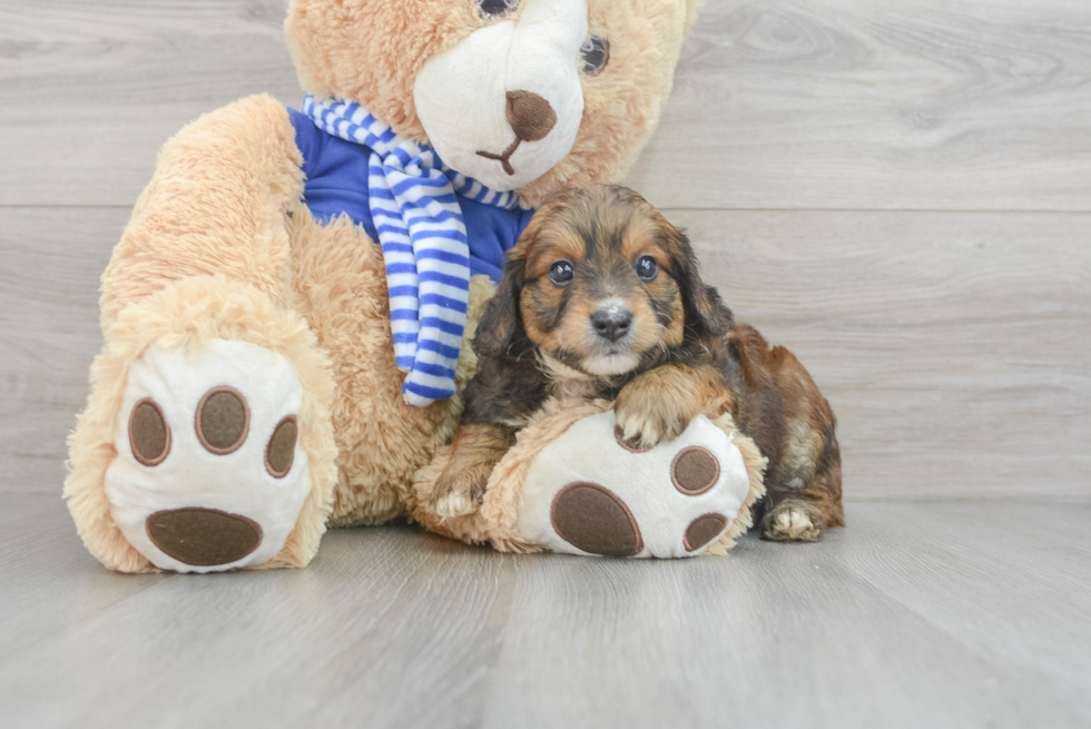 Cockapoo Pup Being Cute