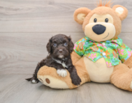 6 week old Cockapoo Puppy For Sale - Windy City Pups