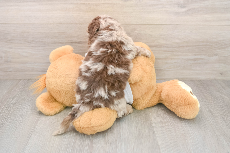 Cockapoo Puppy for Adoption