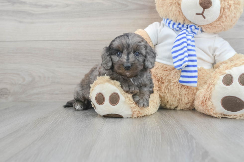 5 week old Cockapoo Puppy For Sale - Windy City Pups