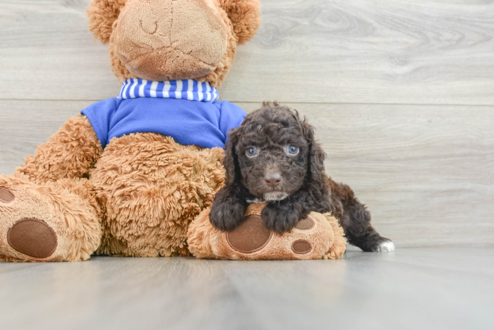 Happy Cockapoo Baby