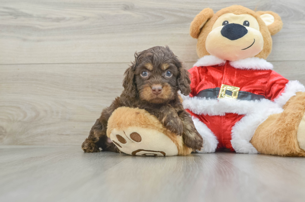 6 week old Cockapoo Puppy For Sale - Windy City Pups