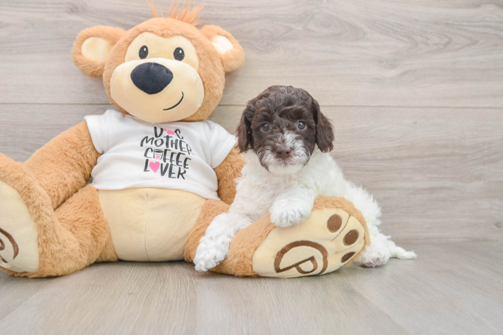Cockapoo Pup Being Cute