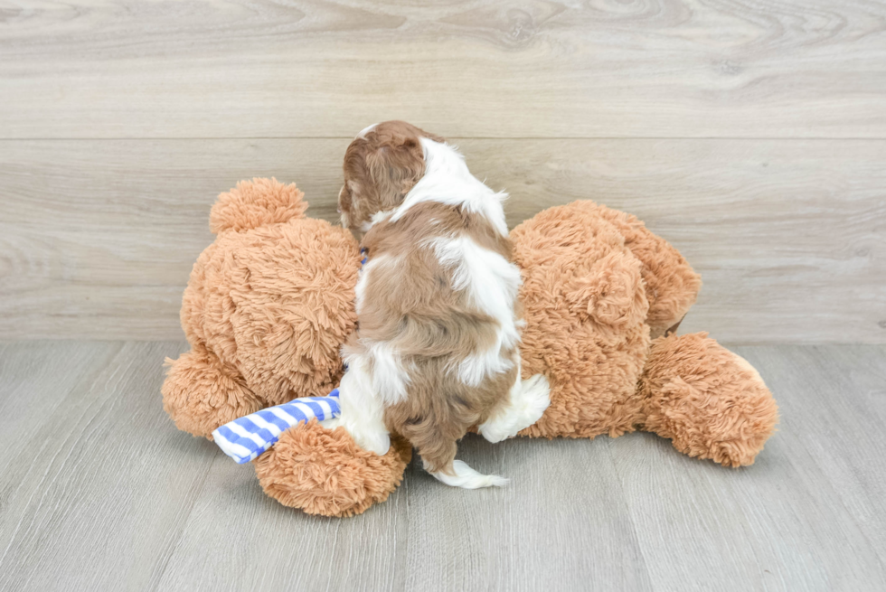 Friendly Cockapoo Baby