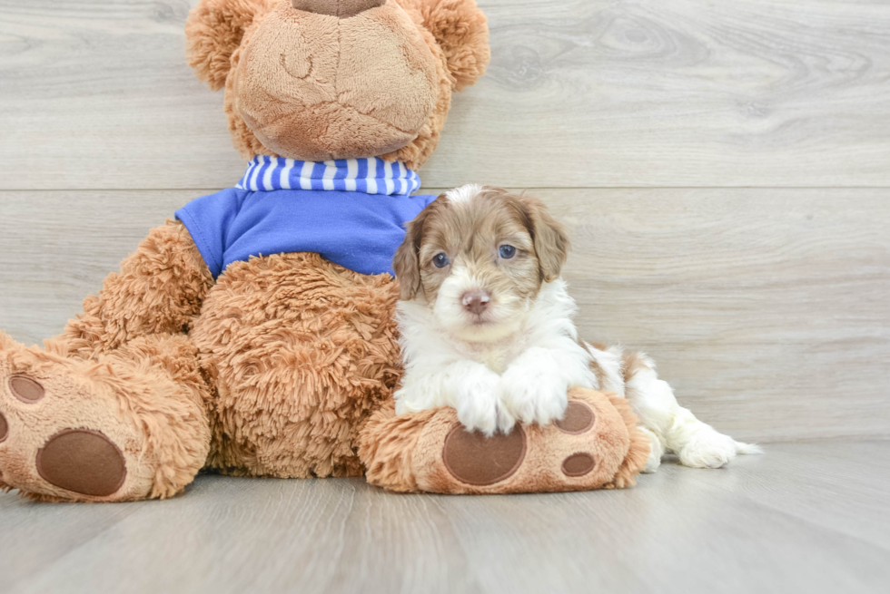 Best Cockapoo Baby