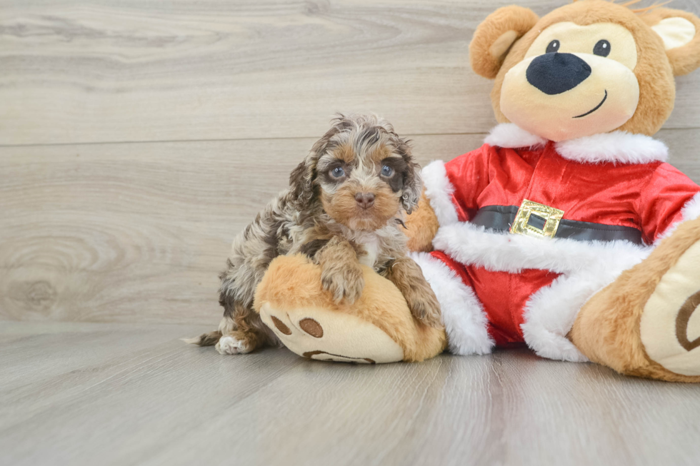 Sweet Cockapoo Baby