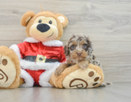 5 week old Cockapoo Puppy For Sale - Windy City Pups