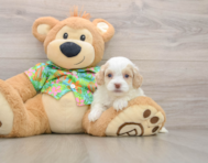 5 week old Cockapoo Puppy For Sale - Windy City Pups