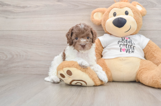 Popular Cockapoo Poodle Mix Pup