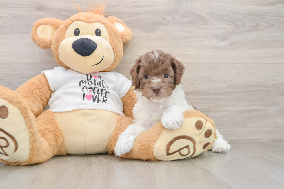 Cockapoo Pup Being Cute