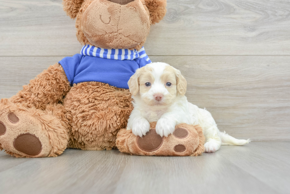 Fluffy Cockapoo Poodle Mix Pup