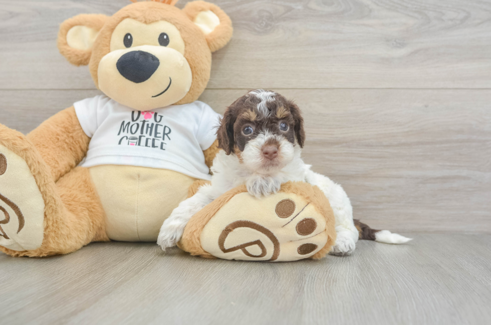 6 week old Cockapoo Puppy For Sale - Windy City Pups