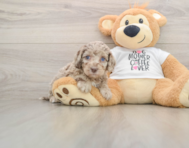 5 week old Cockapoo Puppy For Sale - Windy City Pups