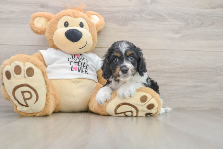 Cockapoo Puppy for Adoption