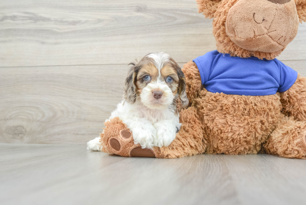 Sweet Cockapoo Baby