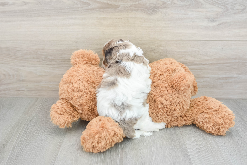 Happy Cockapoo Baby